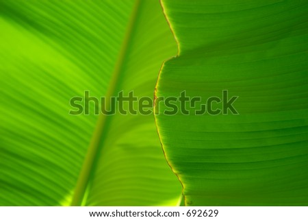 Close-up of a banana palm tree leaf