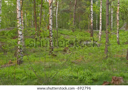 Birch wood at late spring, Delsj?n nature reserve area, G?teborg, Sweden
