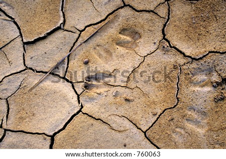 Animal tracks in dry mud