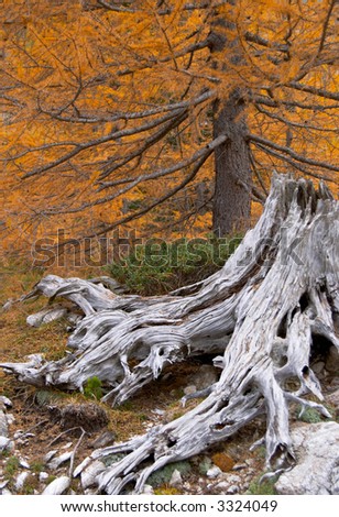 Withered tree stump