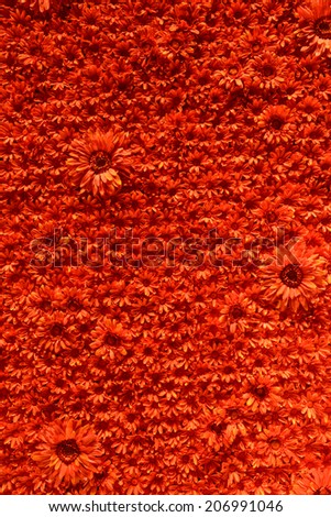close up shot of red flower background