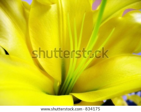 Yellow Tropical Flower