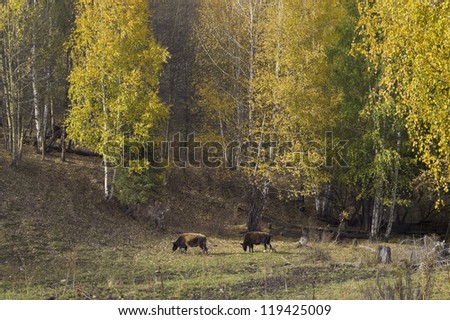 cows in gold forest