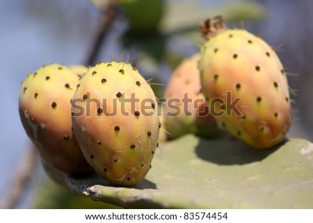 A Prickly Pear Leaf covered with Juicy Prickly Pears