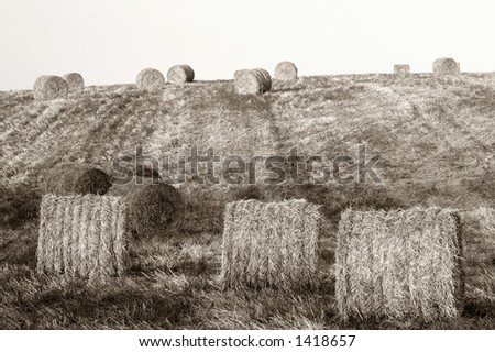 Hay bales standing ready to be collected