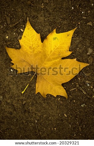 Beautiful yellow fall leave on the ground
