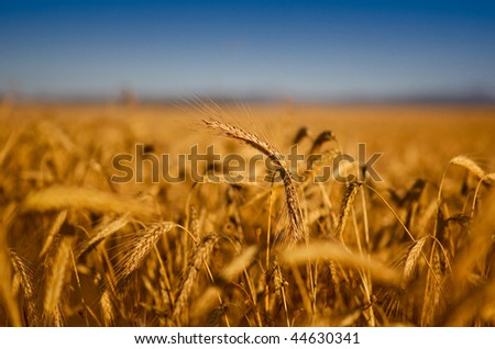 Beautiful landscape image of a wheat field