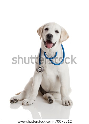Beautiful labrador retriever with a stethoscope on his neck isolated on white Beautiful labrador retriever with a stethoscope on his neck isolated on white