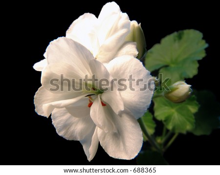 A white geranium flower, isolated
