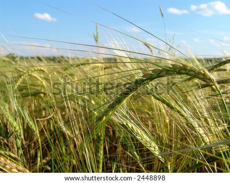 A barley field with shining golden barley ears in late summer
