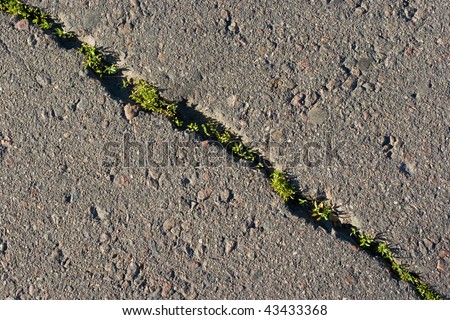 Small plants growing through a crack in asphalt