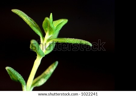 Some little thyme leaves, black background. Macro photograph, extreme close-up