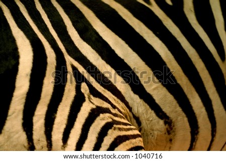 The striped pattern of a Zebra coat