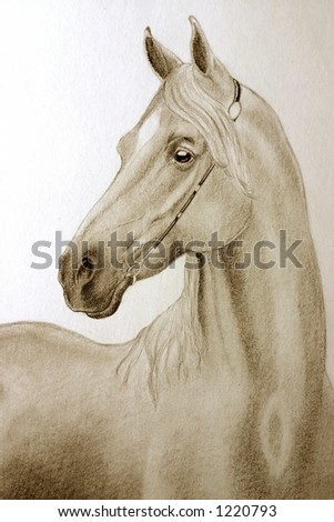 arabian horse wallpaper. of a fine arabian horse in