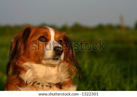 A kooijker dog in the setting sun. Se has the cutest look on her face.