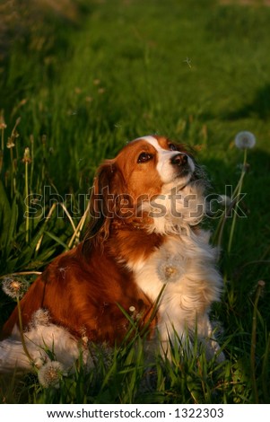 A kooijker dog looking to the dandelion seeds that fly down on her.
