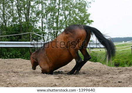 A horse kneeling in the sand to lay down to roll