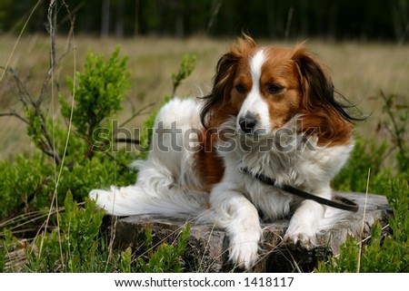 A small dog taking a break during a long walk in the forest