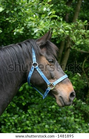 A portrait of a bay new forest pony, wearing a blue jeans halter