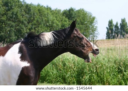 Boredom .. a human weakness Stock-photo-a-bored-horse-yawns-1545644