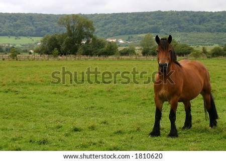 A drafthorse looking at the viewer from it\'s green field.