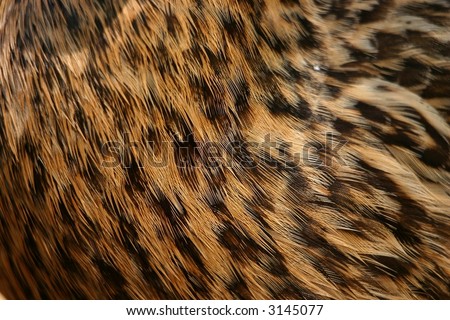 The feathers of a female duck close-up, beautiful coat pattern