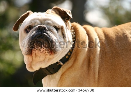 A tough brittisch bulldog with a leather spiked collar.