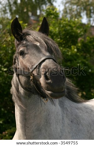 A roan draught horse looking at the viewer.
