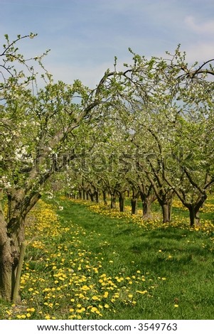 Yellow dandelions and white apple blossom in an orchard in spring.