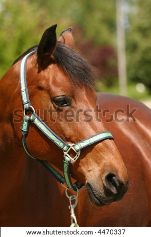 A curious bay horse with one ear to the viewer.