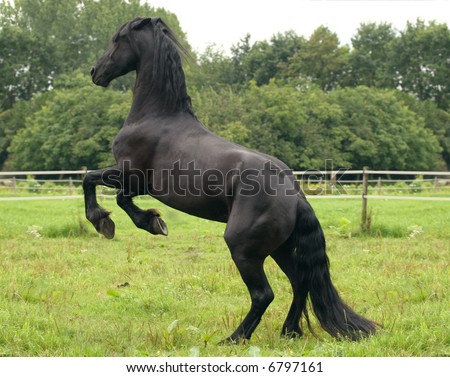 stock-photo-a-black-friesian-horse-on-it-s-hind-legs-6797161.jpg