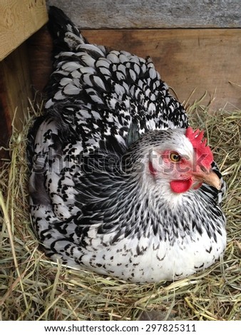 A Cochin chicken hen sitting in a hay filled nesting box to lay an egg