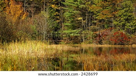 autumn grasses and trees along the water\'s edge