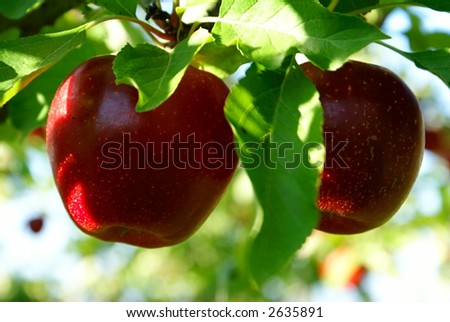 two red shiny delicious apples hanging from a tree branch in an apple orchard