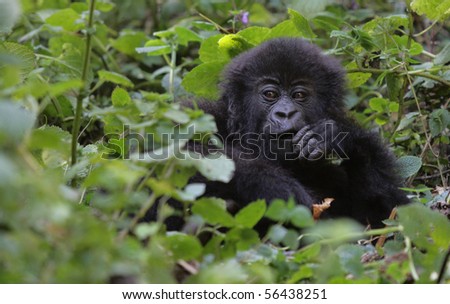 Gorilla Boy