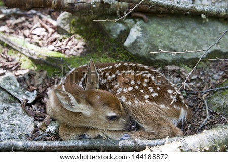 Spring brings new babies of all types.  Here is a baby fawn nestled along the trail