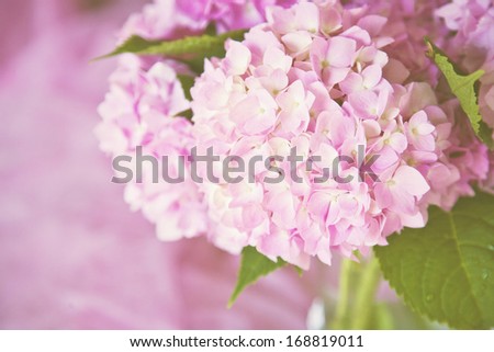 Hydrangea on pink with copy space