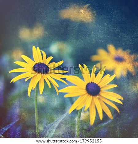 Artistic black eyed susans in the garden with a vintage texture overlay