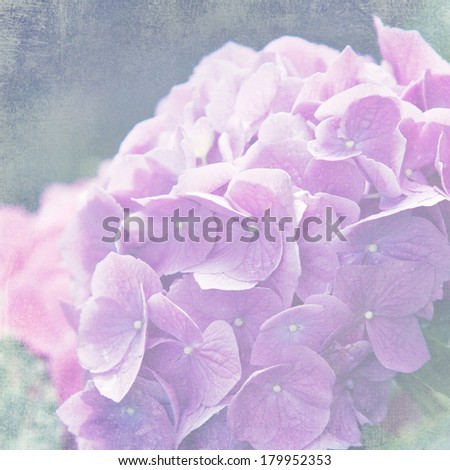 Beautiful hydrangea flower with a soft vintage texture