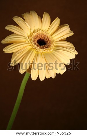Cream gerbera daisy stem on chocolate brown background