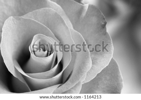 Flawless rose in black & white