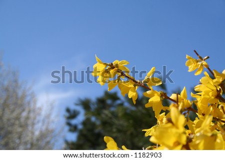 Forsythia on a sunny day...first sign of spring!