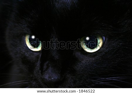 cat eyes pictures. photo : Piercing cat eyes