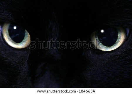 black cat eyes. stock photo : Black cat eyes