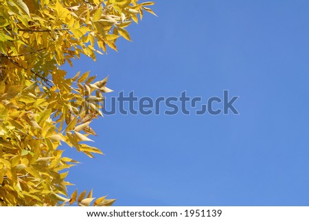 Brilliant yellow foliage border against a bright blue sky