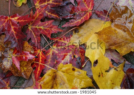 fallen leaves on brick