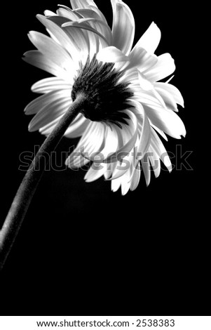 Black And White Gerbera From The Rear Black And White Gerbera From The Rear Stock Photo