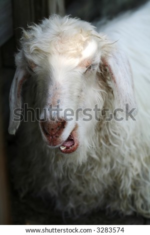 Goat Furry