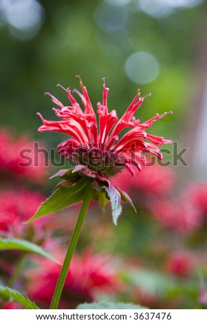 Unique red bee balm flower aka Monarda, shallow depth of field