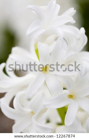 stock photo Beautiful white wedding flowers